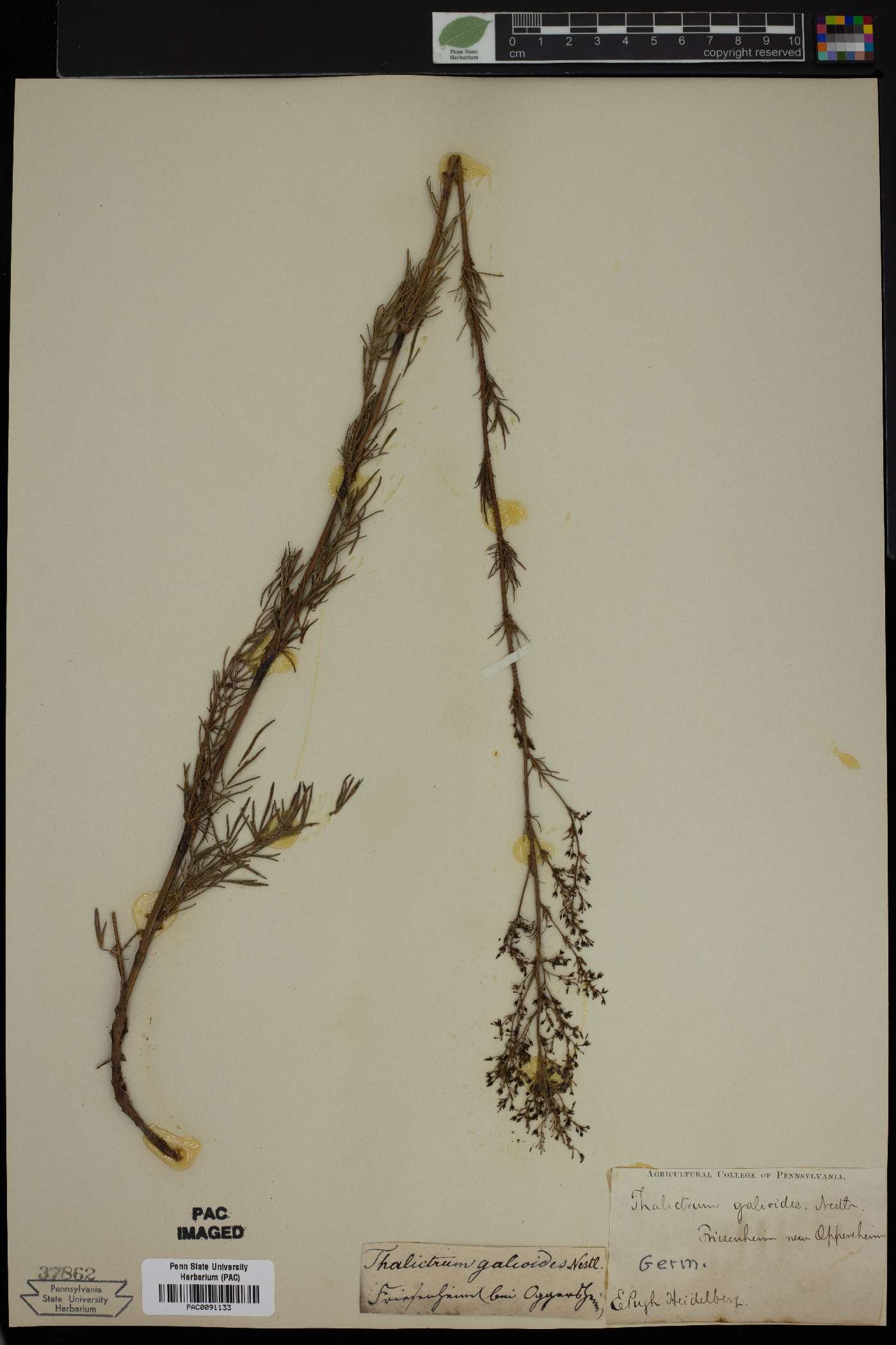Thalictrum simplex subsp. galioides image