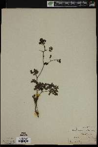 Thalictrum pubescens image