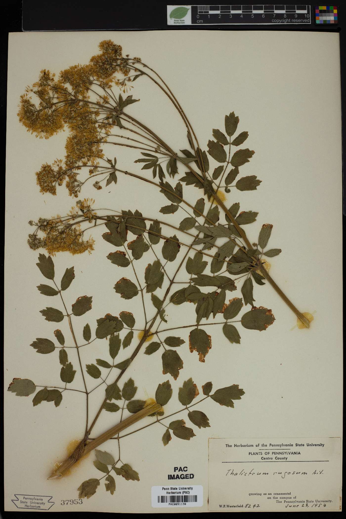 Thalictrum rugosum image