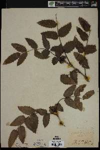 Mahonia aquifolium image