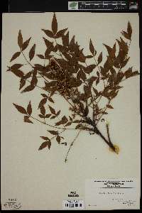 Nandina domestica image