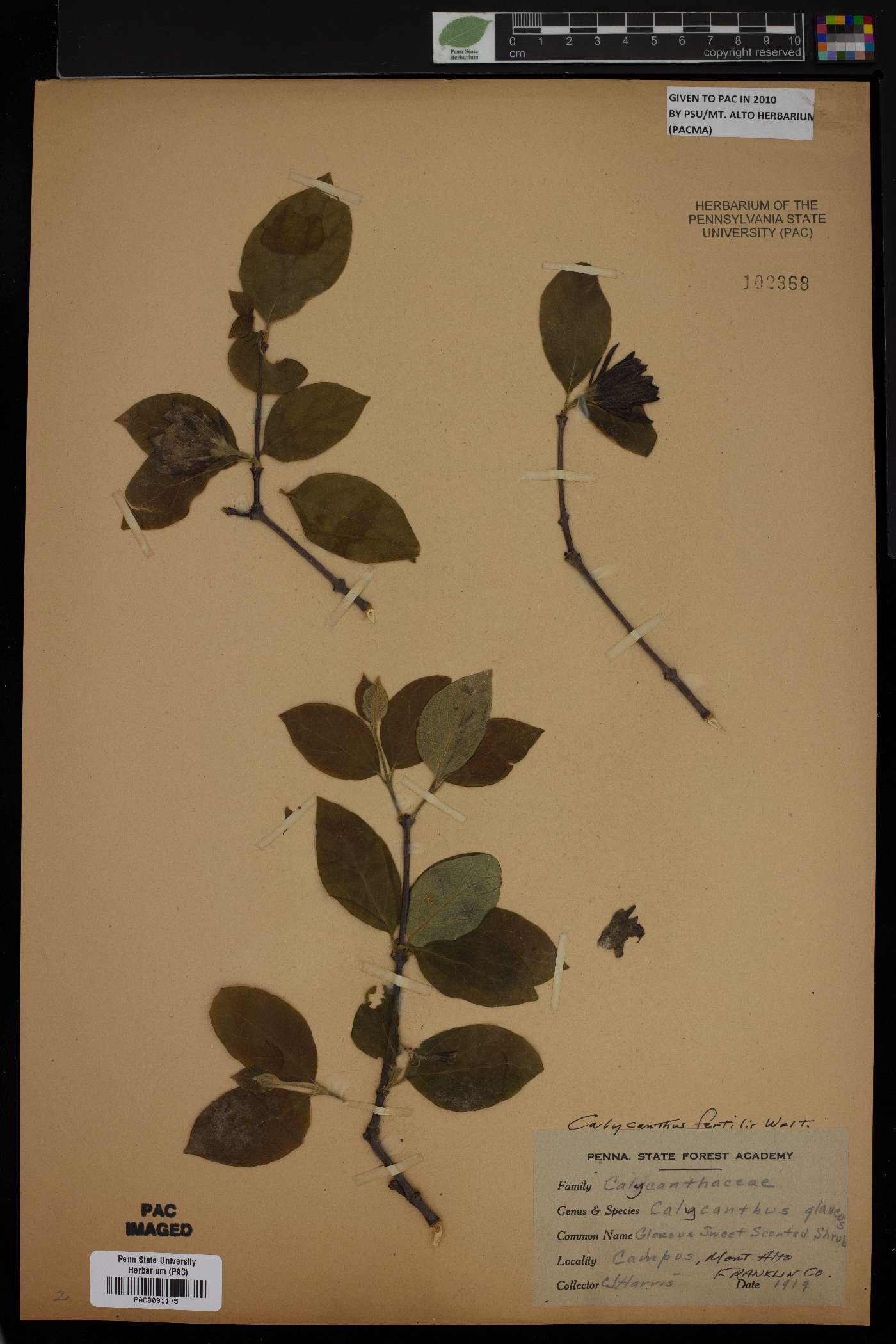 Calycanthus fertilis image