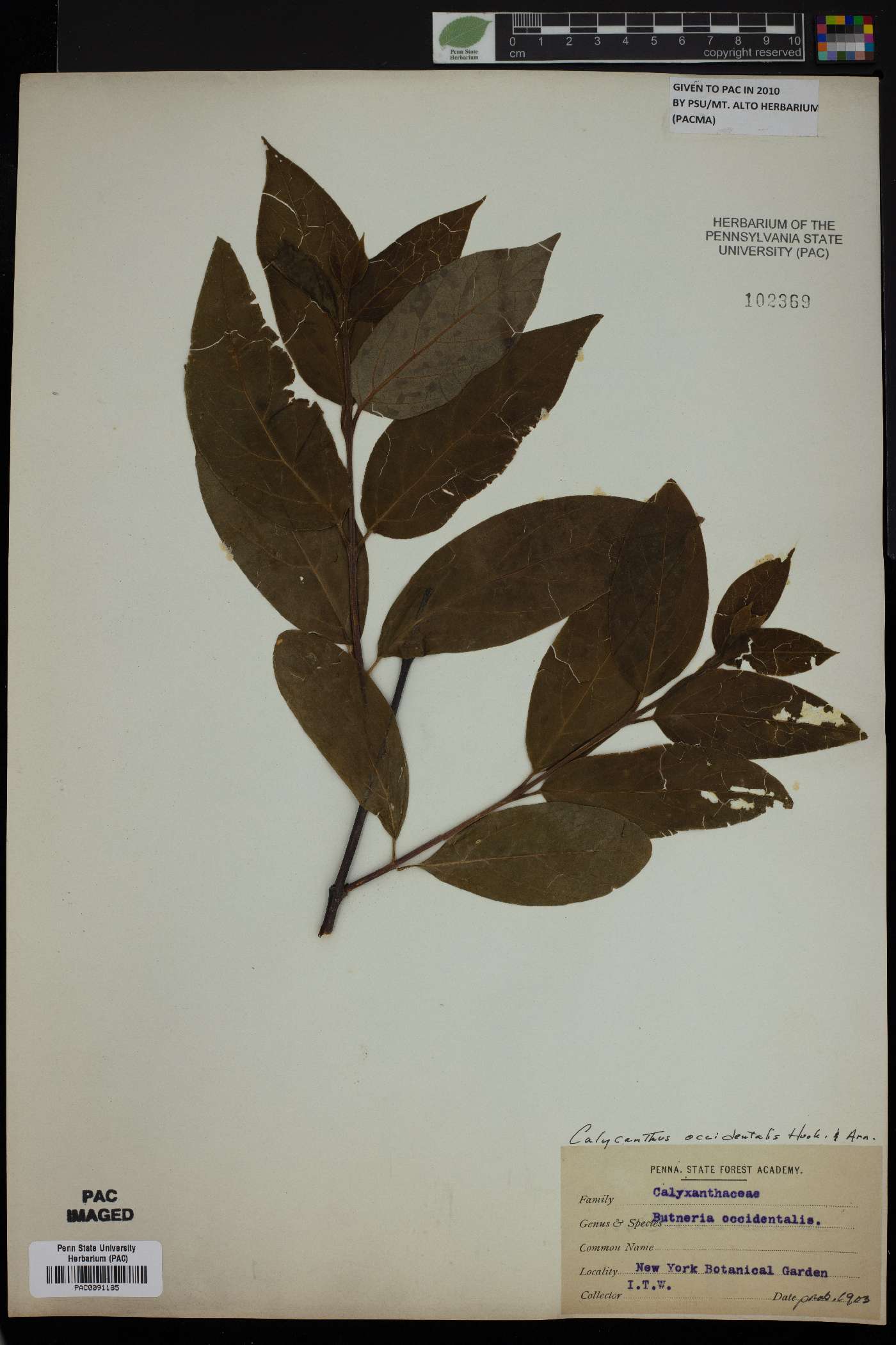 Calycanthus occidentalis image