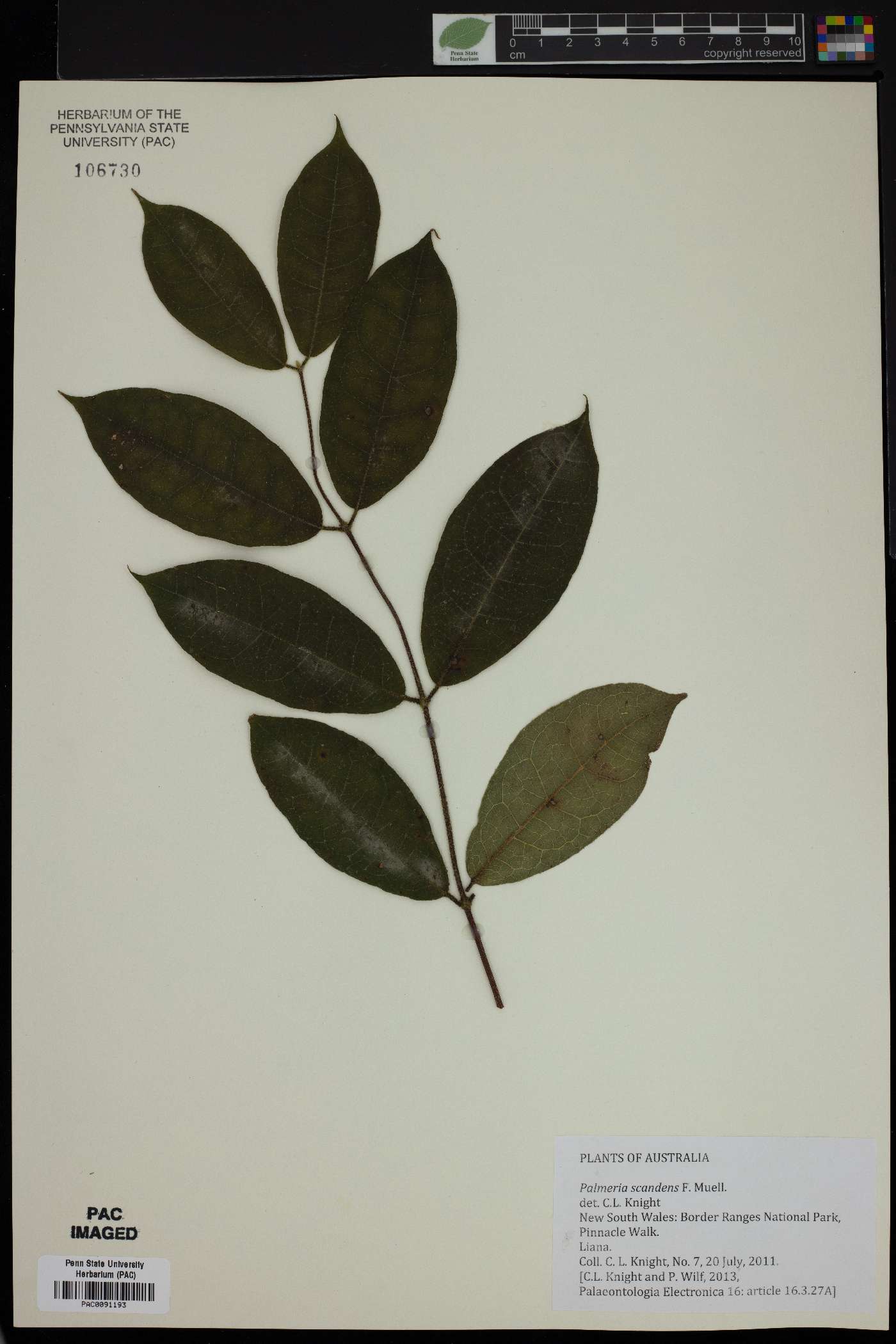 Palmeria scandens image