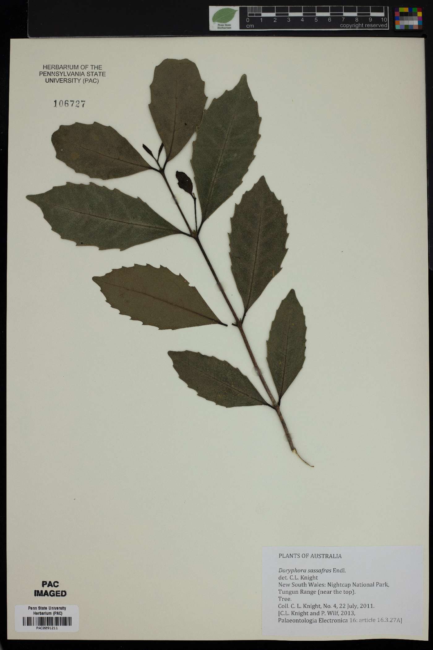 Doryphora sassafras image