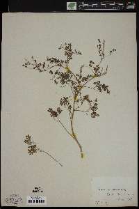 Fumaria officinalis image