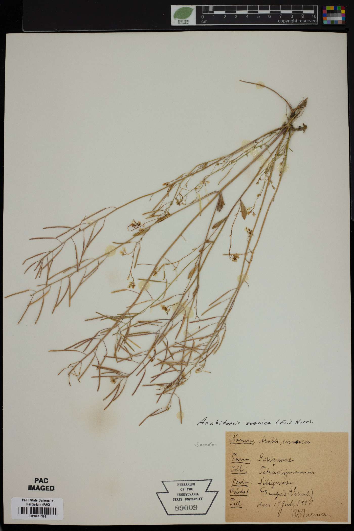 Arabidopsis suecica image