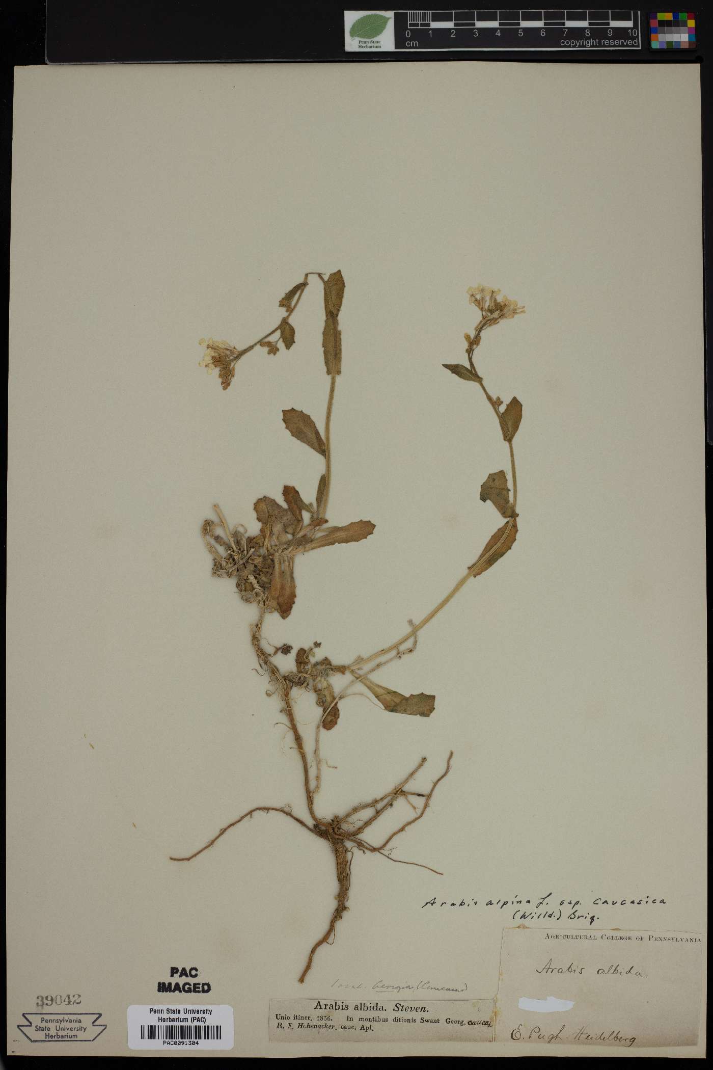 Arabis alpina subsp. caucasica image
