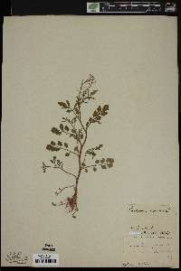 Cardamine impatiens image