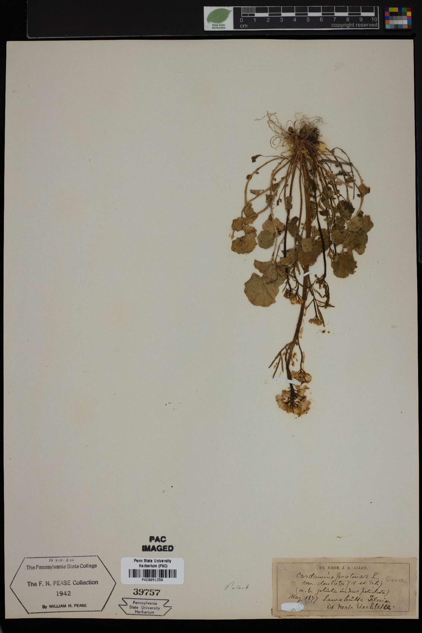 Cardamine pratensis image