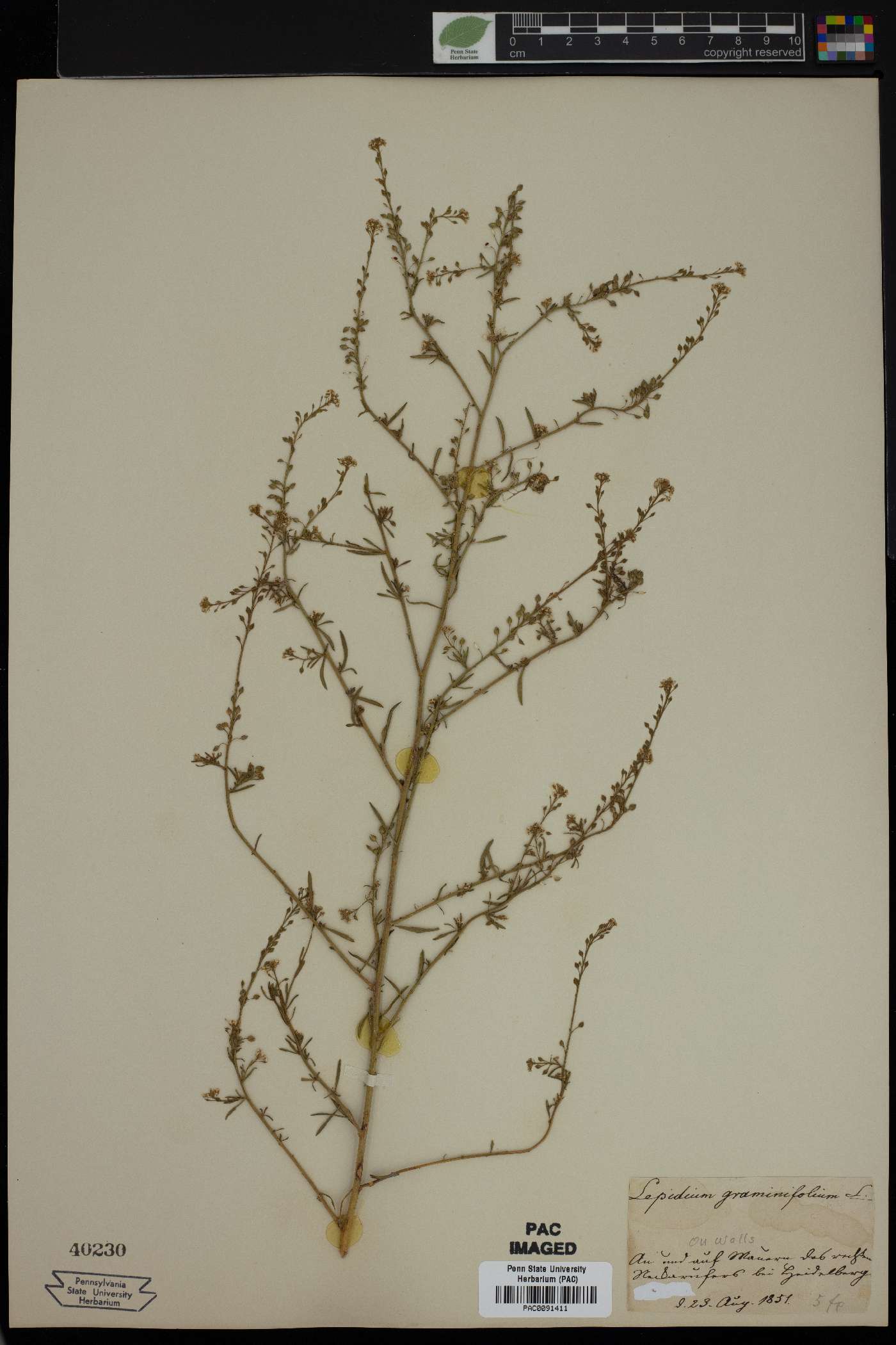 Lepidium graminifolium image