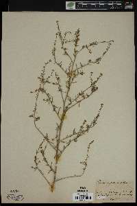 Lepidium graminifolium image