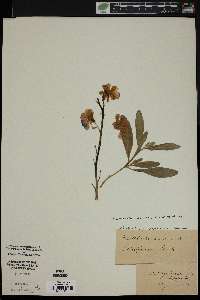 Matthiola incana image