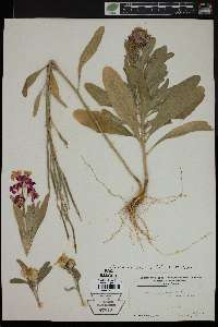 Matthiola incana image