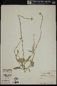 Rapistrum rugosum image