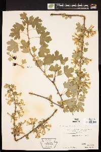 Ribes odoratum image