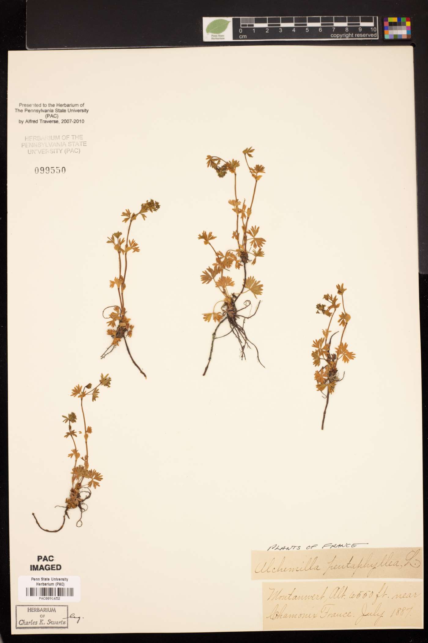 Alchemilla pentaphyllea image