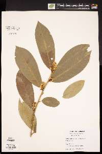 Prunus laurocerasus image