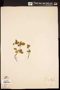 Rubus arcticus image