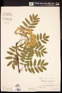 Sorbus aucuparia image