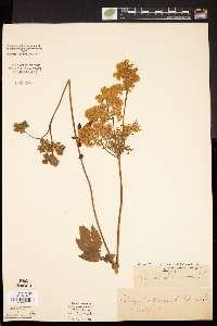 Image Associated With the Occurence