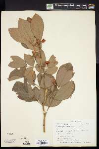 Image Associated With the Occurence