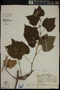 Ampelopsis cordata image