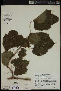 Ampelopsis cordata image