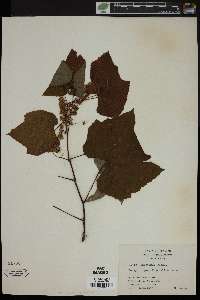 Vitis lincecumii image