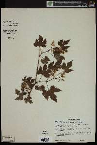 Vitis riparia image