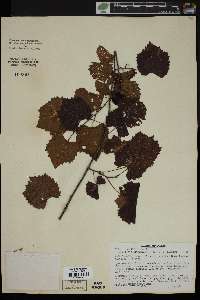 Vitis rotundifolia image