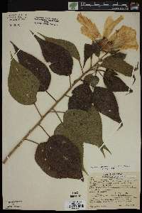 Hibiscus lasiocarpos image