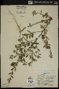 Sida rhombifolia image