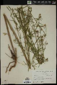 Sida rubromarginata image