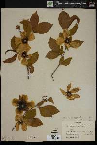 Stewartia malacodendron image