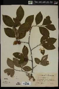 Stewartia malacodendron image