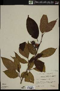 Stewartia ovata image