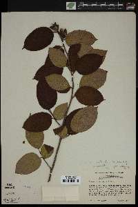 Stewartia ovata image