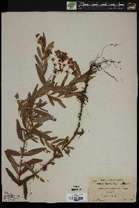 Hypericum cistifolium image