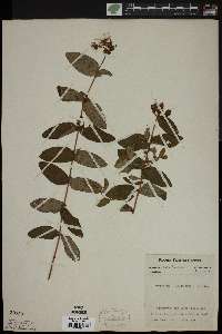 Hypericum graveolens image