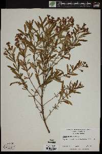 Hypericum prolificum image