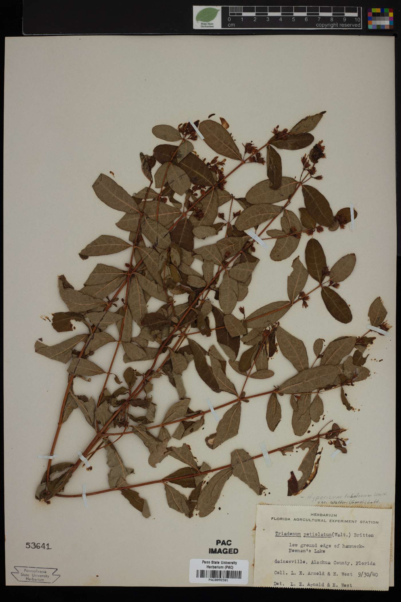 Triadenum petiolatum image
