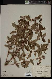 Triadenum petiolatum image