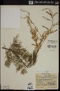 Tamarix parviflora image