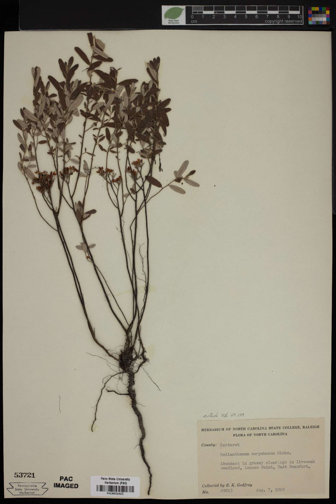 Helianthemum corymbosum image