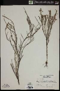 Hudsonia ericoides image