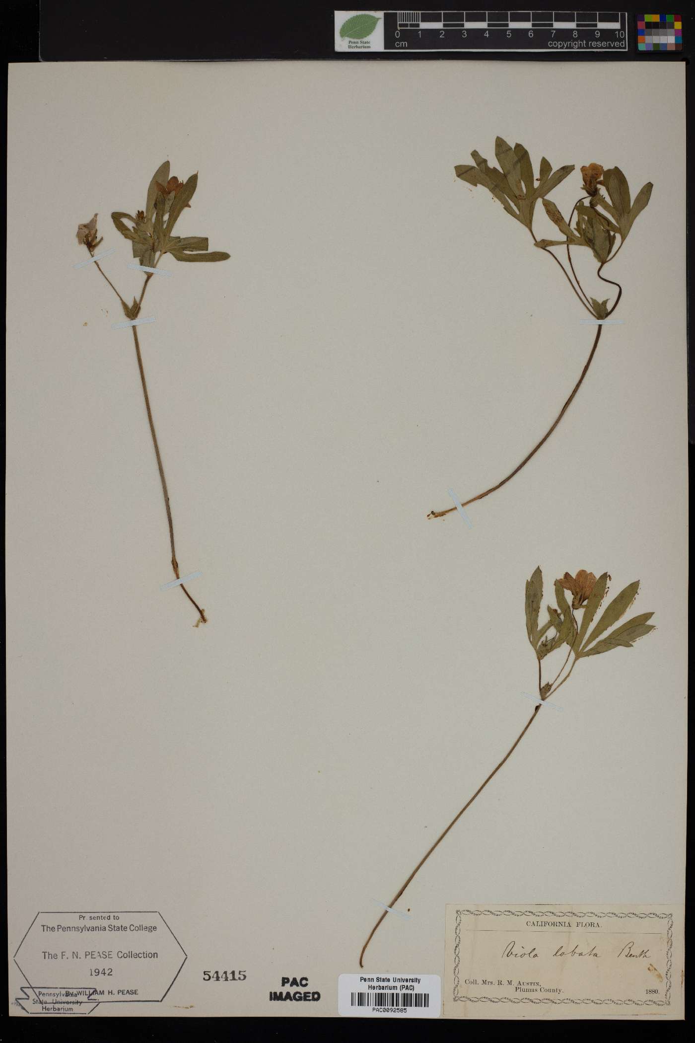 Viola lobata image
