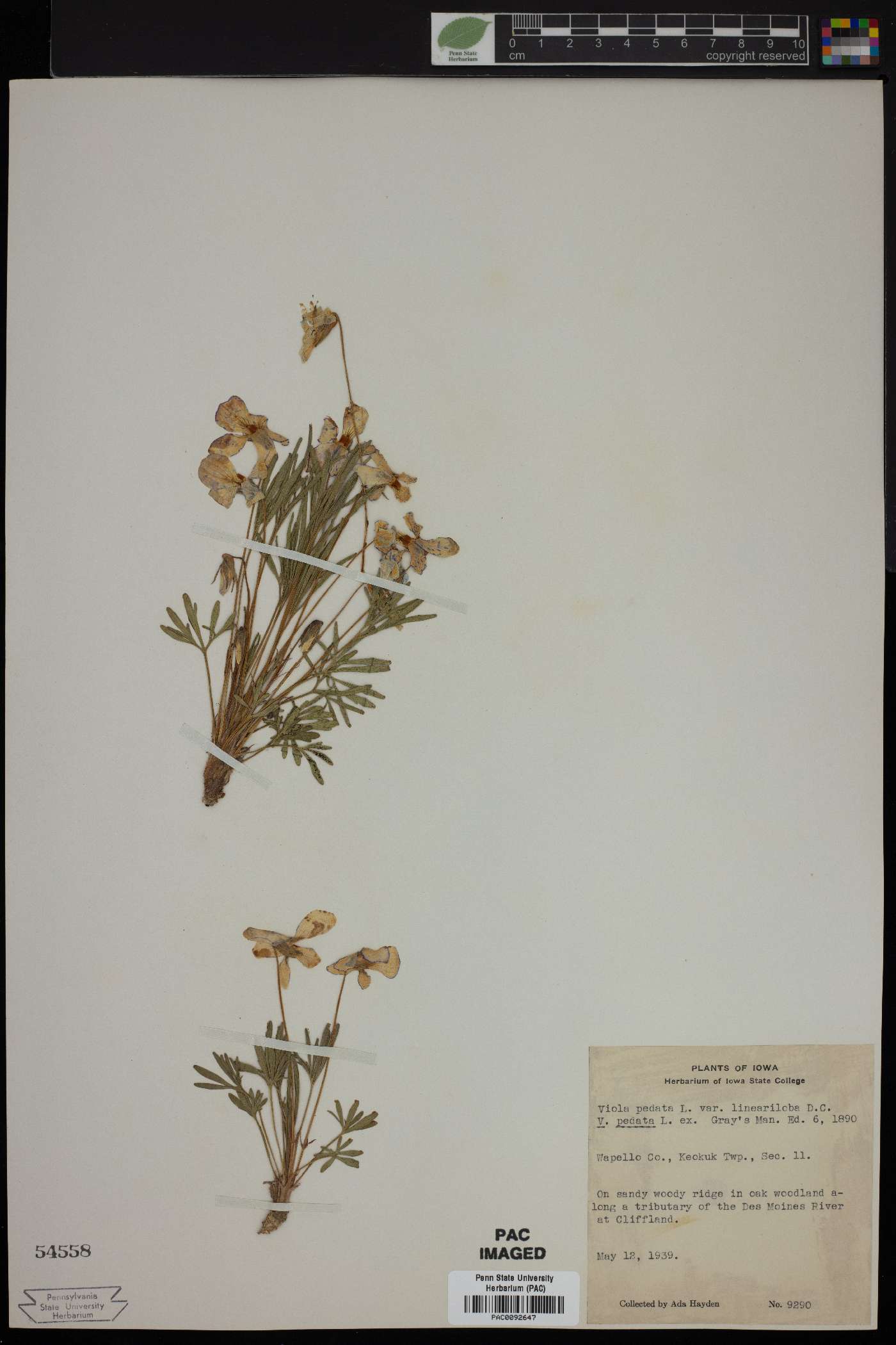 Viola pedata var. lineariloba image