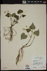 Viola pensylvanica image