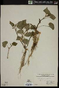 Viola pensylvanica image